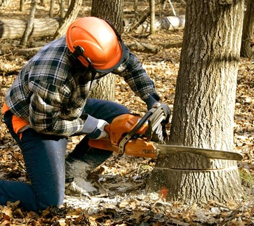 Tree Removal in Fort Cobb, OK